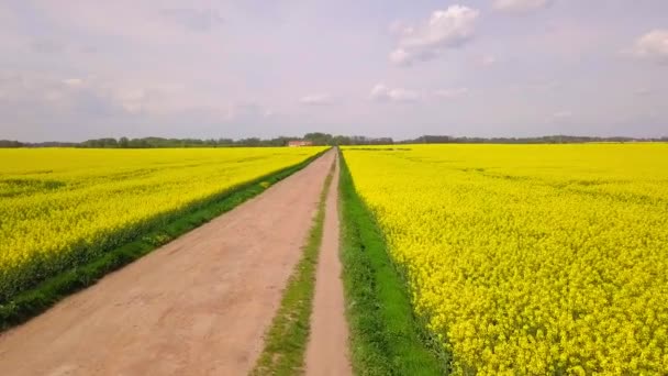 黄色のコルザ畑の間の田舎道の上をゆっくりと飛んで ドローンの観点から農業の概念 Djiで撮影 Mavic Pro Log — ストック動画