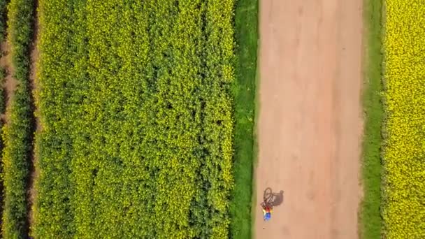 Sarı Colza Tarlaları Arasında Dağ Yolunda Bisiklete Binen Adam Yukarıdan — Stok video