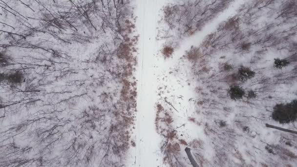 Muž Běží Bílé Zimní Lesní Cestě Pohled Shora Dron Letecké — Stock video