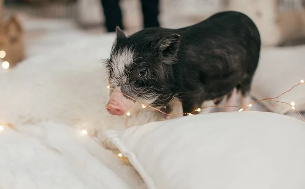 Mini Schweinchen Als Symbol Für Das Neue Jahr 2019 — Stockfoto