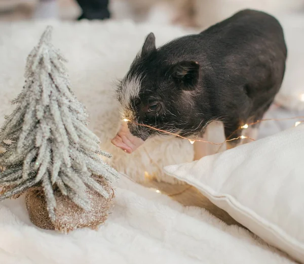 Mini Schwein Und Weihnachtsbaum Als Symbol Für Das Neue Jahr — Stockfoto