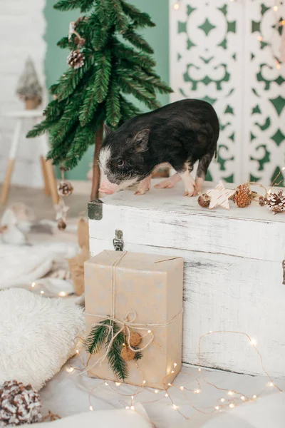 Mini Schwein Und Weihnachtsbaum Mit Geschenk Symbolisieren Das Neue Jahr — Stockfoto