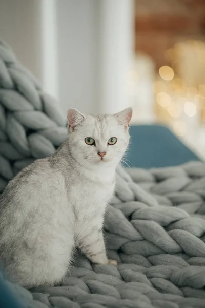Grey cat and knitted plaid — Stock Image Grey Cat Knitted Plaid Royalty Free Stock Photos