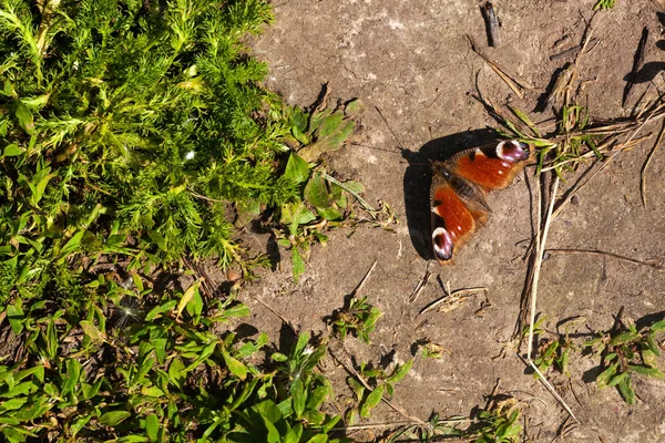 美丽的蝴蝶坐在沥青路面上 — 图库照片