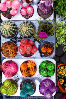 Tencerelerde satılacak çeşitli kaktüsler.