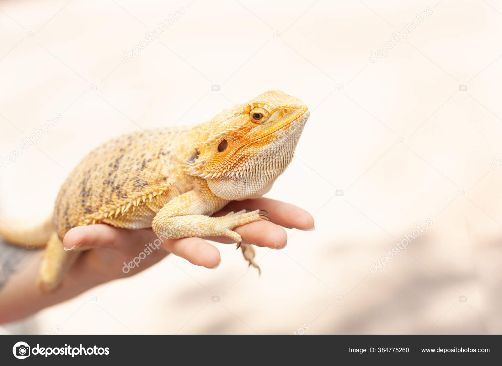 エキゾチックケージ90サイズ 飼育ケージ 小動物 爬虫類 エキゾチックケージ90サイズ 飼育ケージ 小動物 爬虫類, image size:1600x1167