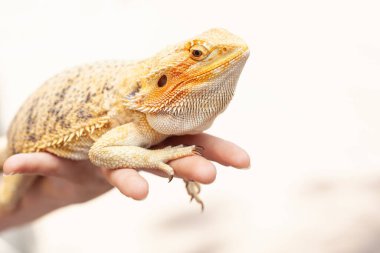 İnsanların elini tutan sarı renkli iguana kertenkelesi egzotik bir hayvandır. Hayvan portresi odaklı fotoğraf..