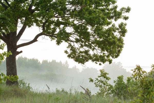 Yaz manzarası, güneş doğarken nehrin yakınındaki meşe korusunda yoğun sis.