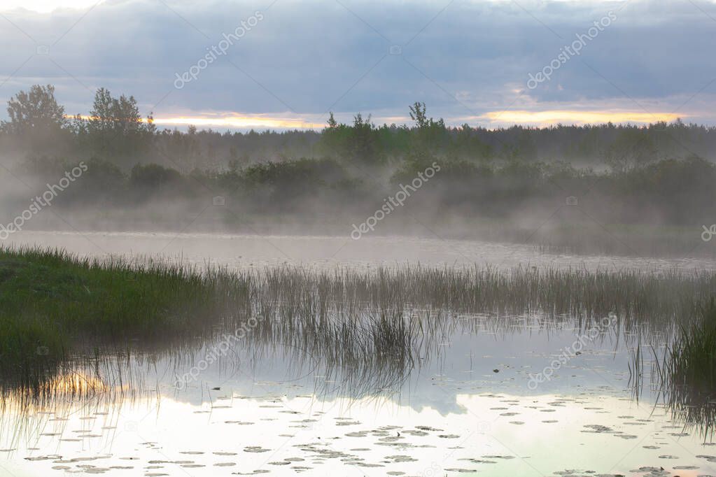 River in morning covered with fog, captivating willow trees on the bank. Beautiful landscape of plain river. Blue color in nature. Soft focus due to sick morning fog over river.