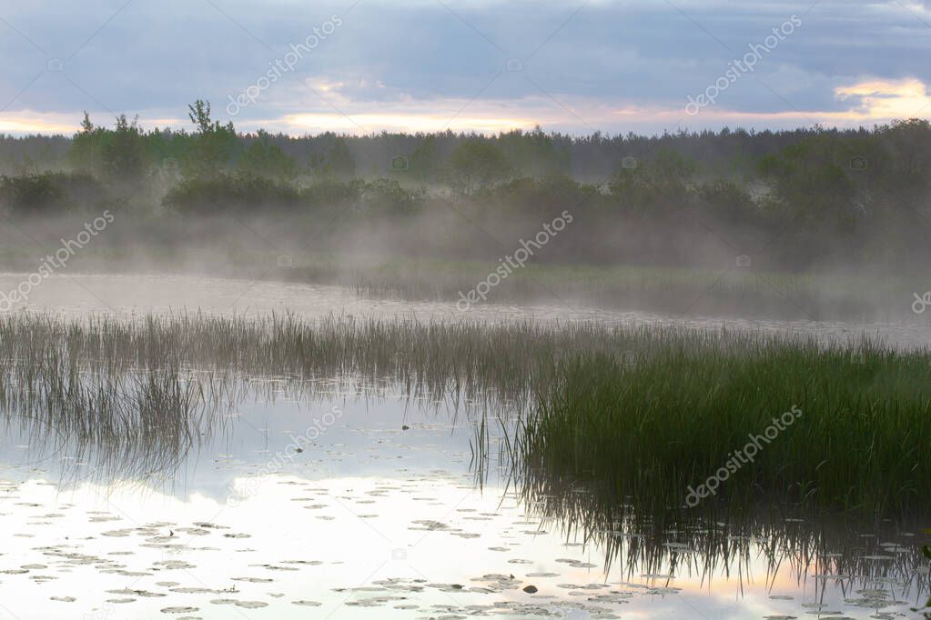 River in morning covered with fog, captivating willow trees on the bank. Beautiful landscape of plain river. Blue color in nature. Soft focus due to sick morning fog over river.