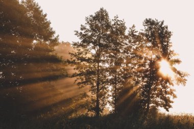 Peri masalı ormanı güneş ışığı ve yazın erken saatlerinde gölgeler.