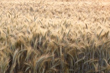 Yaz sabahında altın buğday tarlası. Güzel Doğa Gündoğumu Manzarası. Olgunlaşan çayırlık buğday tarlalarının arka planı. Büyük hasat ve verimli tohum endüstrisi kavramı.