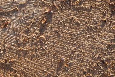 Meşe ağacı kütüğü devrilmiş. Yıllık halkaları olan gövdenin bir kısmı.