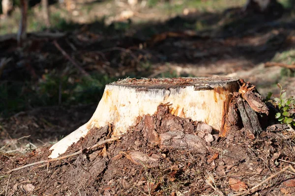 Deforestation concept. Stump of tree after cutting forest. Stump from fresh cut coniferous tree in forest. tree stump in a forest. stump in the coniferous forest from freshly chopped spruce.