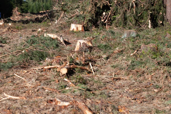 Вырубка Лесов Пень Дерева После Вырубки Леса Пень Свежевырубленного Хвойного — стоковое фото