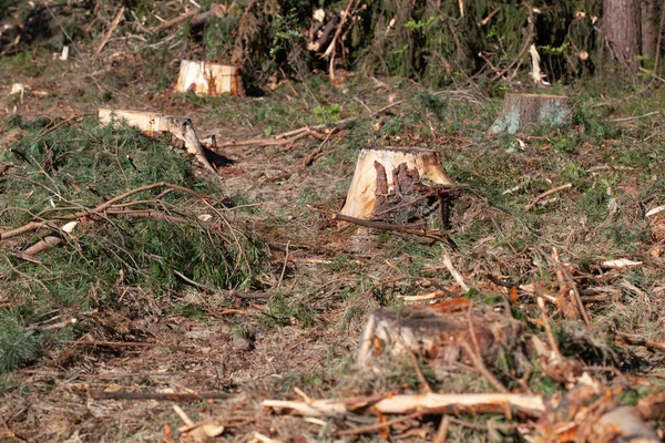 Ormanların yok edilmesi konsepti. Ormanı kestikten sonra ağaç kütüğü. Ormandaki taze kesilmiş kozalaklı ağaçtan. Ormandaki ağaç kütüğü. Kozalaklı ormanda, taze doğranmış ladin ağacından..