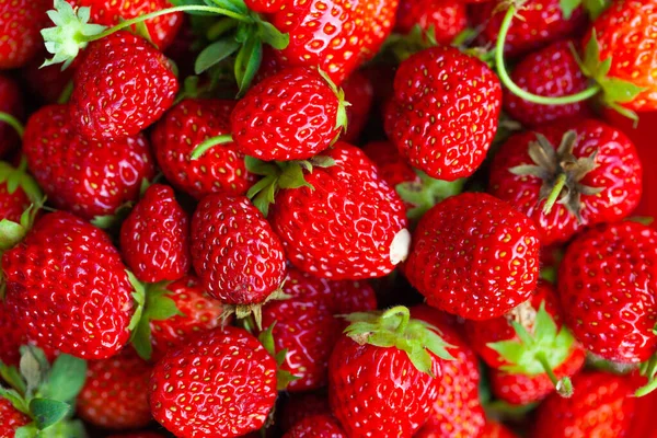 Fragole Rosse Appena Raccolte Fragole Fresche Succose Direttamente Sopra — Foto Stock