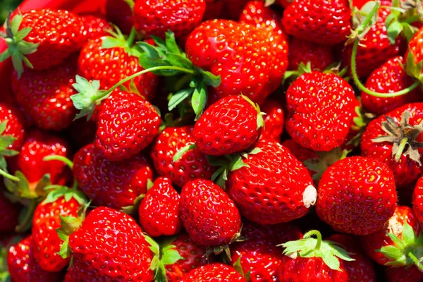 Fragole Rosse Appena Raccolte Fragole Fresche Succose Direttamente Sopra — Foto Stock