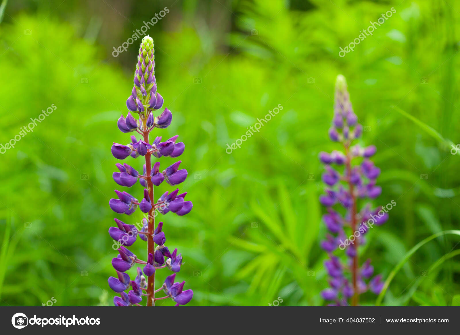 红豆杉红豆杉红豆杉地粉红紫色和蓝色的花夏花背景 图库照片 C Claroscuro 红豆杉红豆杉红豆杉地粉红紫色和蓝色的花夏花背景 图库照片 C Claroscuro