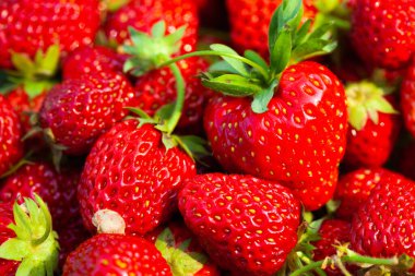 Taze toplanmış Kızıl Çilekler, Taze ve Sulu Çilekler