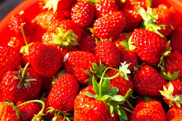 Fragole Rosse Appena Raccolte Fragole Fresche Succose Direttamente Sopra — Foto Stock