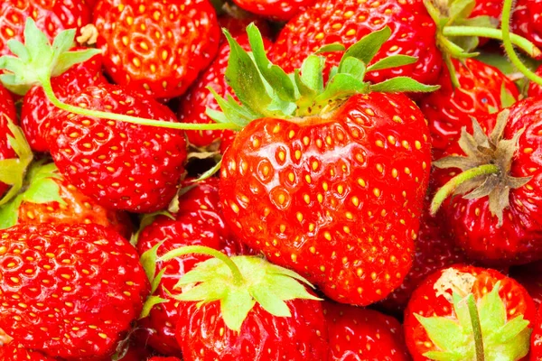 Fragole Rosse Appena Raccolte Fragole Fresche Succose Direttamente Sopra — Foto Stock