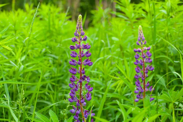 Lupinus Łubin Łubin Pole Różowymi Fioletowymi Niebieskimi Kwiatami Letnie Tło — Zdjęcie stockowe