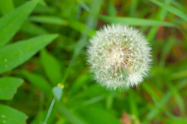 Picture Macro White Dandelion Green Grass Background — Stock Photo, Image