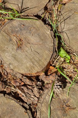 Ağaç gövdelerinin kesitleri arka planda. Ağaç kesme süsü. İç dekorasyon ve arka plan için ağaç gövdeleri bir araya getiriliyor