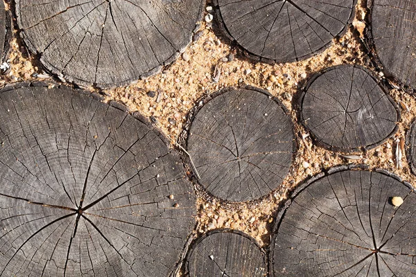 Árbol tocones fondo árboles corte sección madera textura de árbol lindo tronco — Foto de Stock