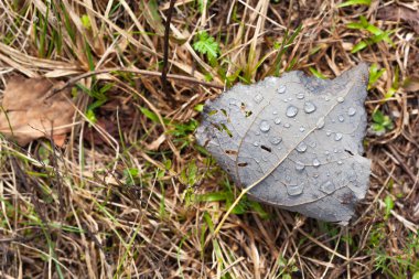 Yeşil izinde çok su damlası var.