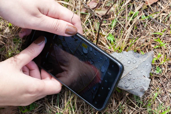 Yeşil yapraklı damlaların fotoğraflarını çekmek için cep telefonu kullanmak.