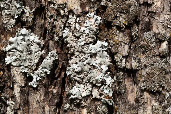 ツリー上のLichenテクスチャをフォリーズします。屋外の森の中で非常に詳細な真菌や苔 — ストック写真