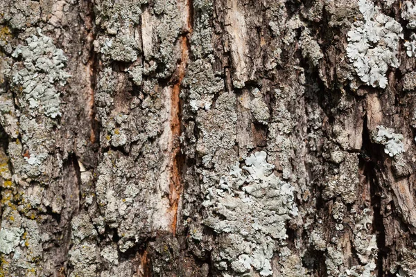 Textura de liquen folioso en el árbol. Hongo y musgo altamente detallados en el bosque al aire libre —  Fotos de Stock