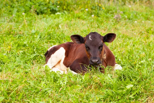 Çok şirin yeni doğmuş Holstein buzağı çimlerin üzerinde yatıyor.