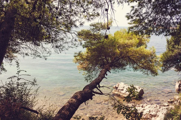 Weelderige Altijdgroene Pijnbomen Boven Turquoise Adriatische Zee Zomer Montenegro Zon — Stockfoto