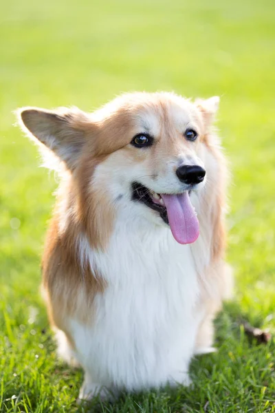 Corgi Flauschig Nahaufnahme Porträt Outdoo — Stockfoto