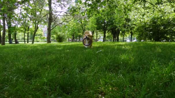 Corgi peludo perro jugando con anillo juguete — Vídeos de Stock