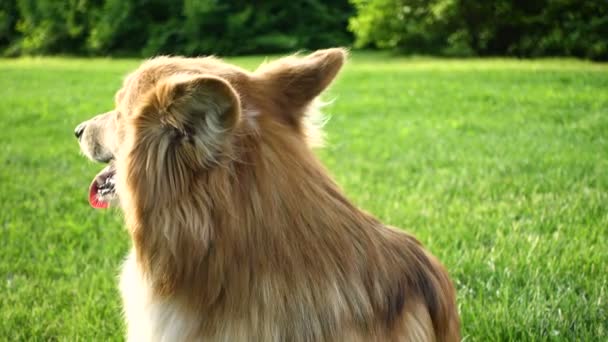 Sitzender Corgi flauschig — Stockvideo