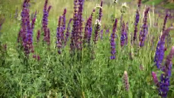 Salvia op een wind — Stockvideo