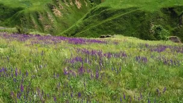 Salvia meadow panorama — Stock Video