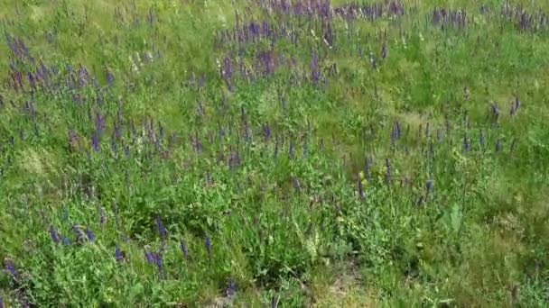 Salvia meadow panorama — Stock Footage Salvia meadow panorama Royalty Free Stock Footage
