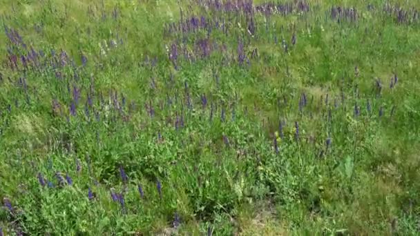 Salvia meadow panorama — Stock Video