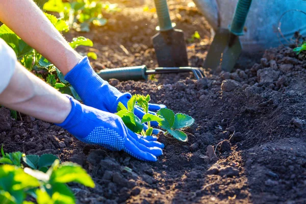 Planting Strawberries Garden Hands Holding Seedling Watering Can Shovel Backgroun — Stock Photo, Image