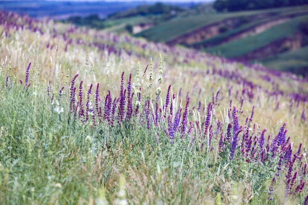 Salvia Sommar Äng Salvia Bak — Stockfoto