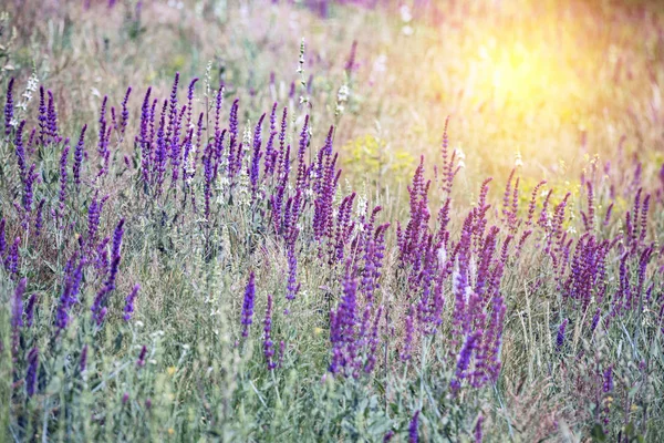 Salvia Sommar Äng Salvia Bak — Stockfoto