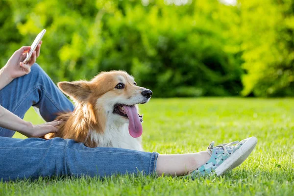 Corgi 초상화와는 Outdoo에 소유자를 닫습니다 — 스톡 사진