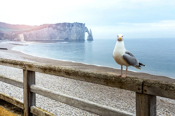 Una Vista Los Hermosos Paisajes Acantilado Etretat Una Gaviota Primer —  Fotos de Stock