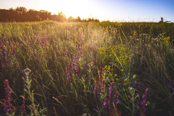Salvia Summer Meadow Sage Sunset Tim — Stock Photo, Image