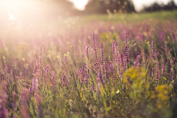 Ada Çayı Yaz Çayır Adaçayı Günbatımı Tim Ile — Stok fotoğraf